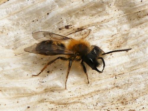 Réf. 279 029 : Andrena fulva